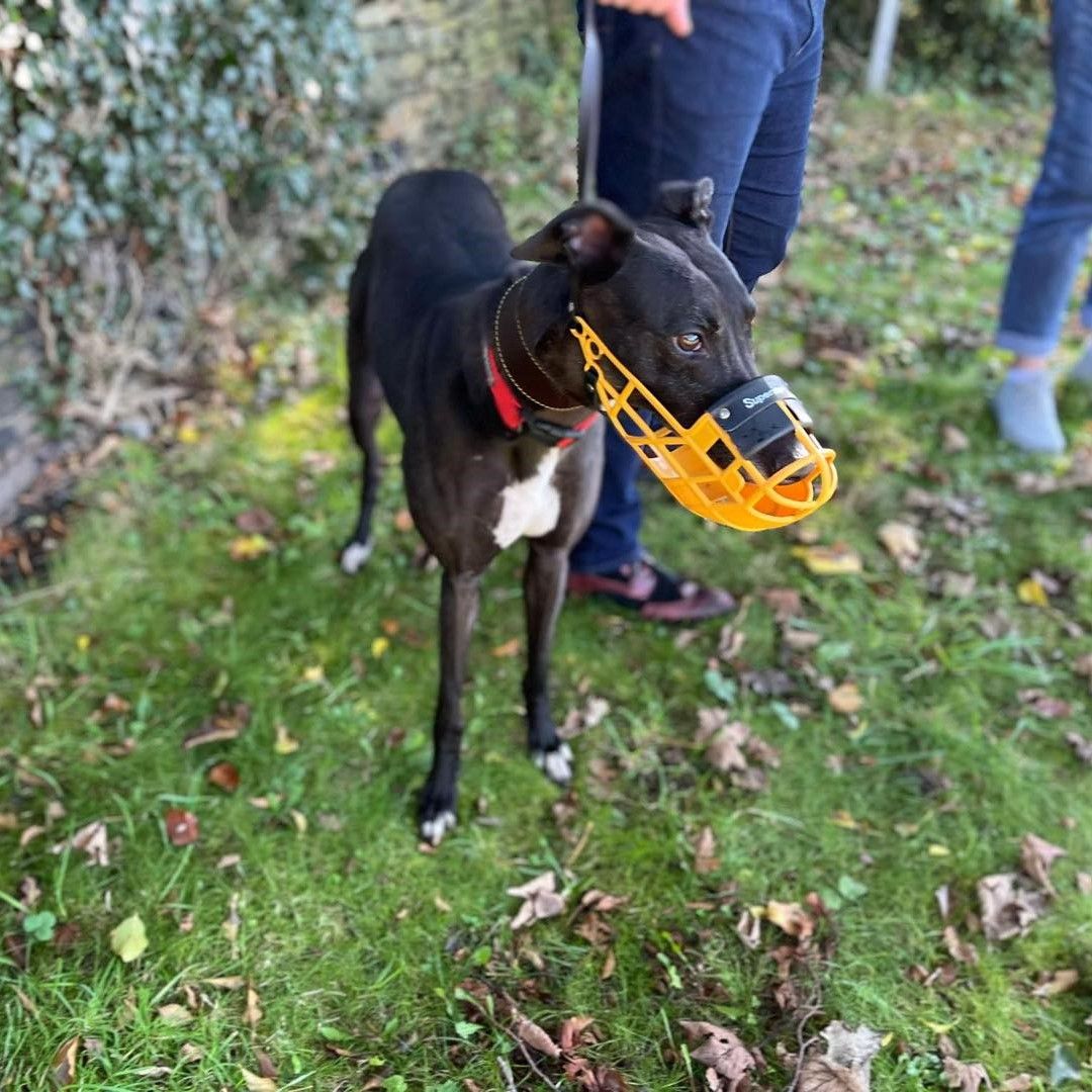 A brown greyhound, with a muzzel on